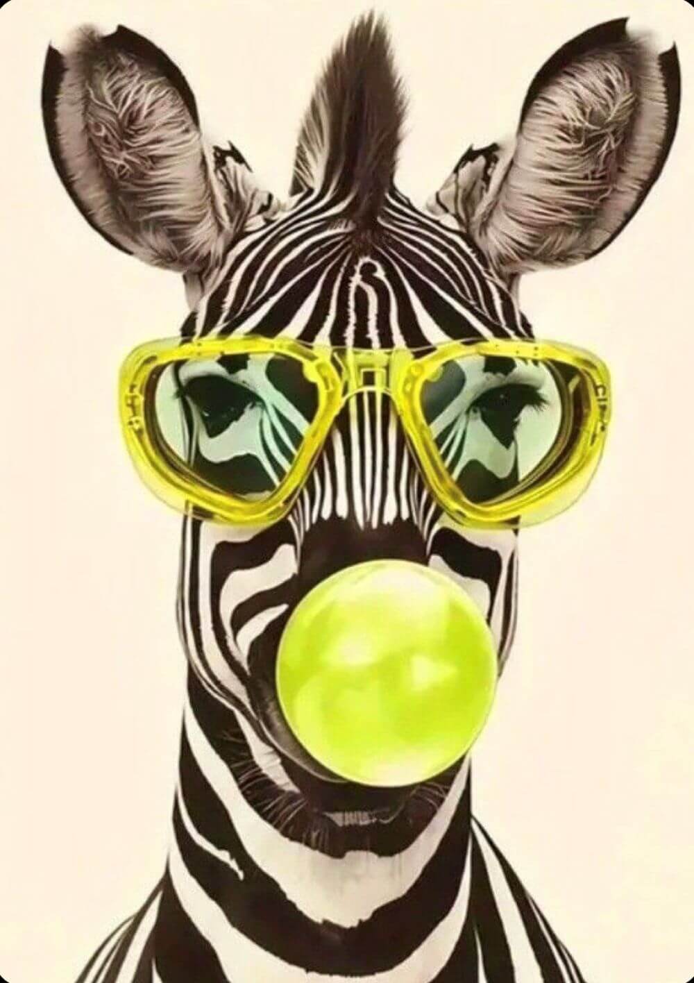 Zebra rágóval (11.29.)